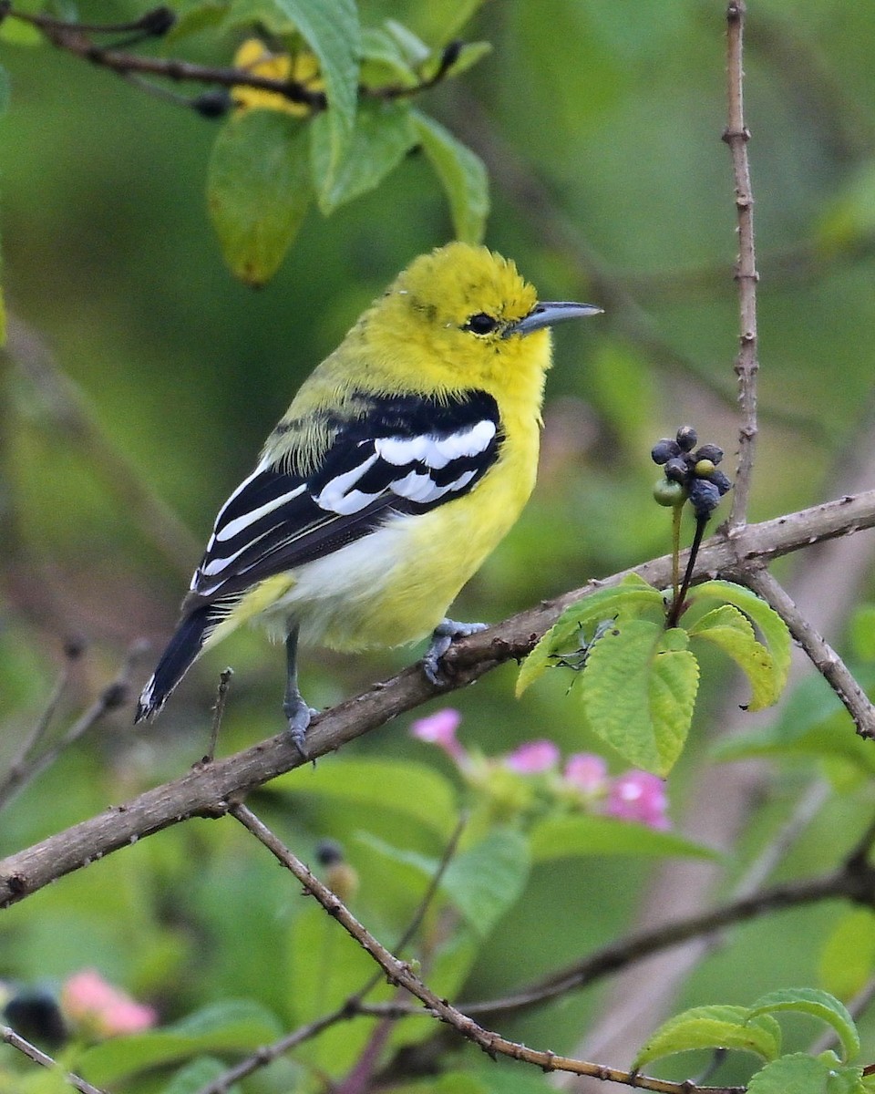 White-tailed Iora - ML644160469