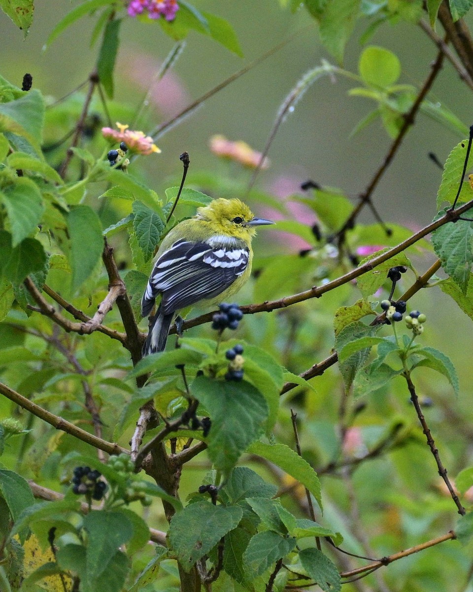White-tailed Iora - ML644160470