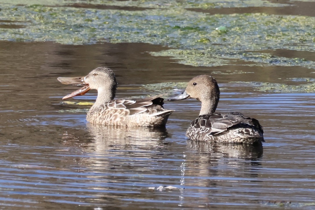 Northern Shoveler - ML644160476