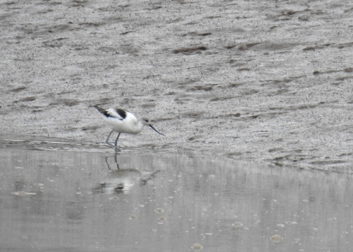 American Avocet - ML644160477