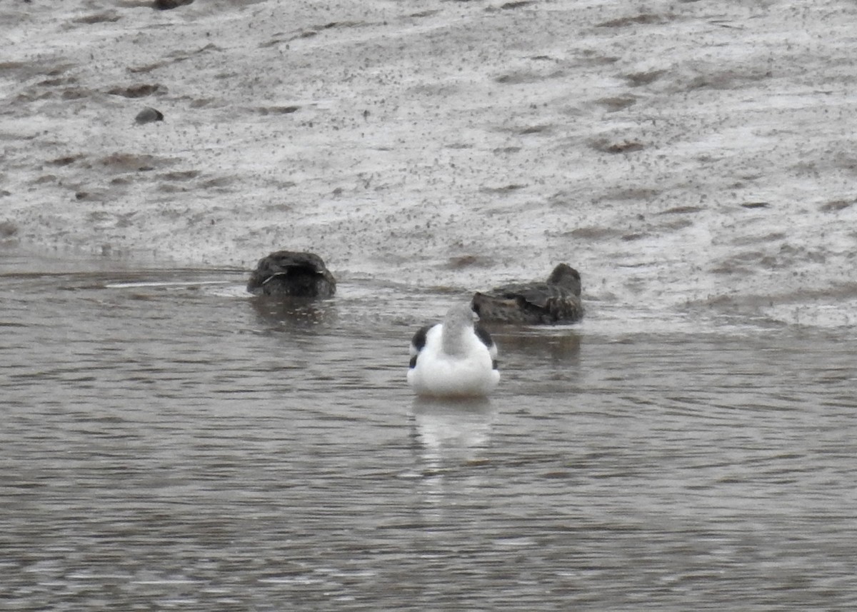 American Avocet - ML644160478