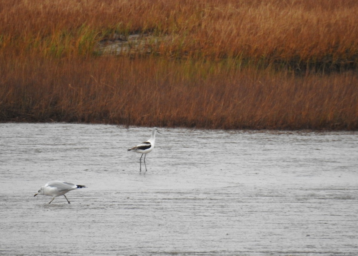 American Avocet - ML644160512