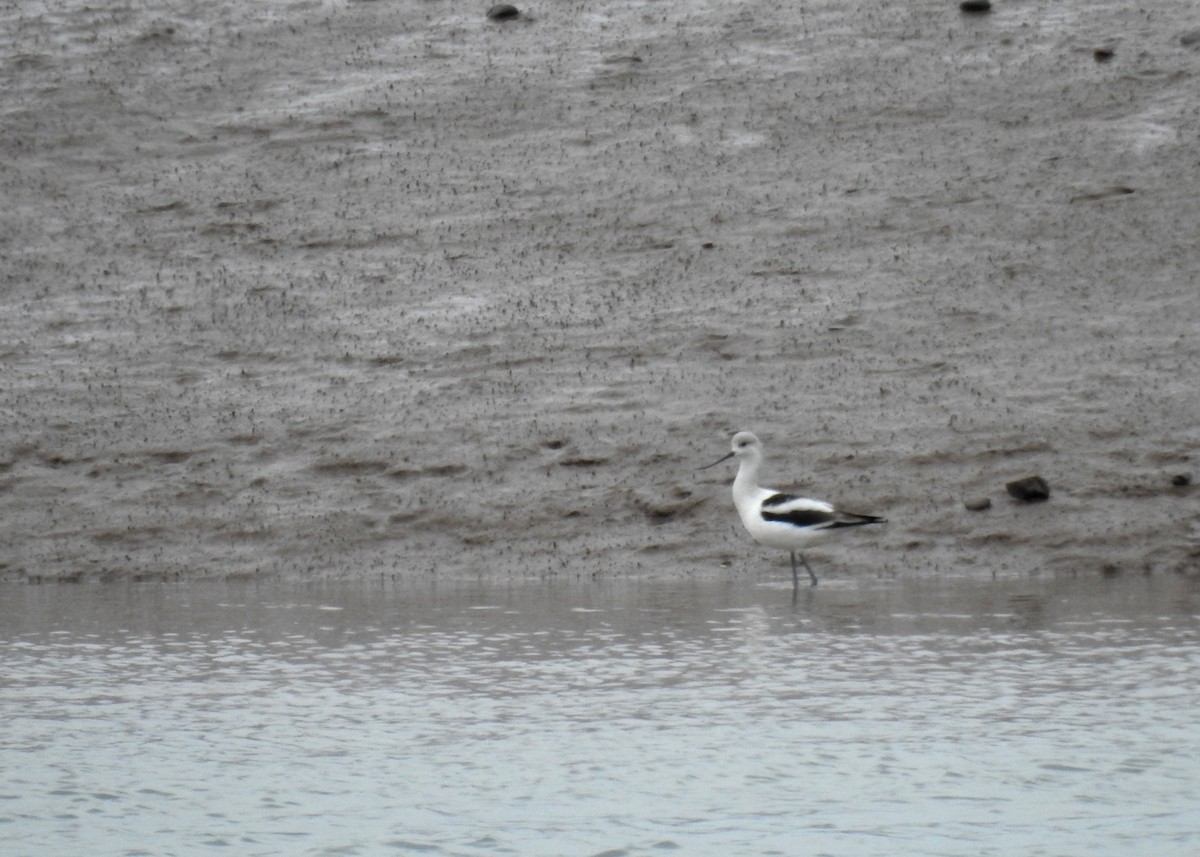 American Avocet - ML644160515