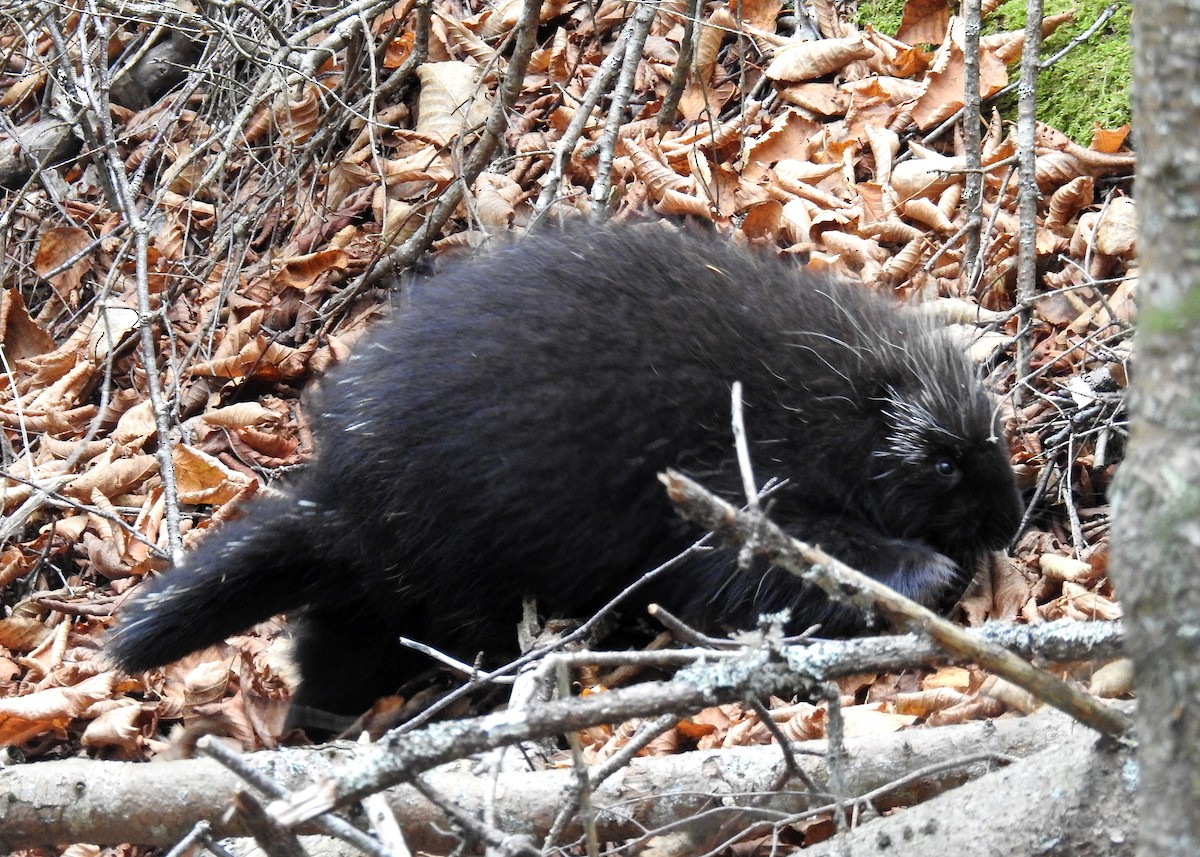 North American Porcupine - ML644160525
