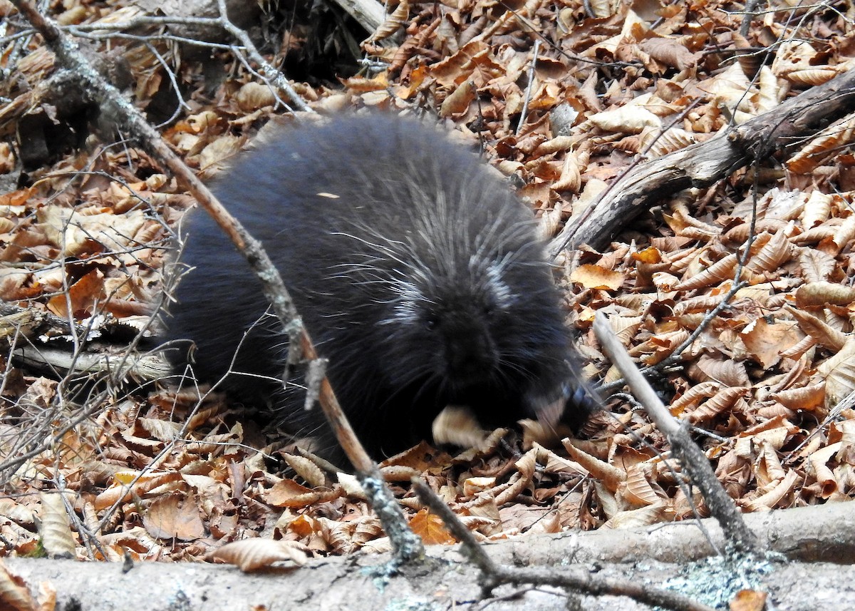 North American Porcupine - ML644160526