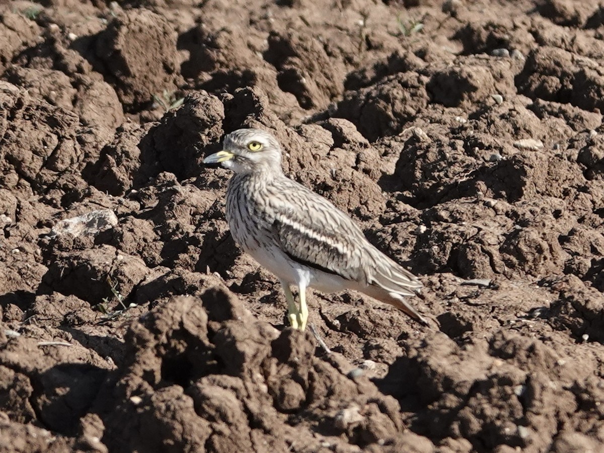 イシチドリ - ML644160527