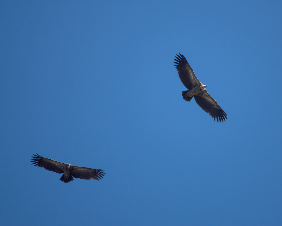 Vautour de l'Himalaya - ML644160539