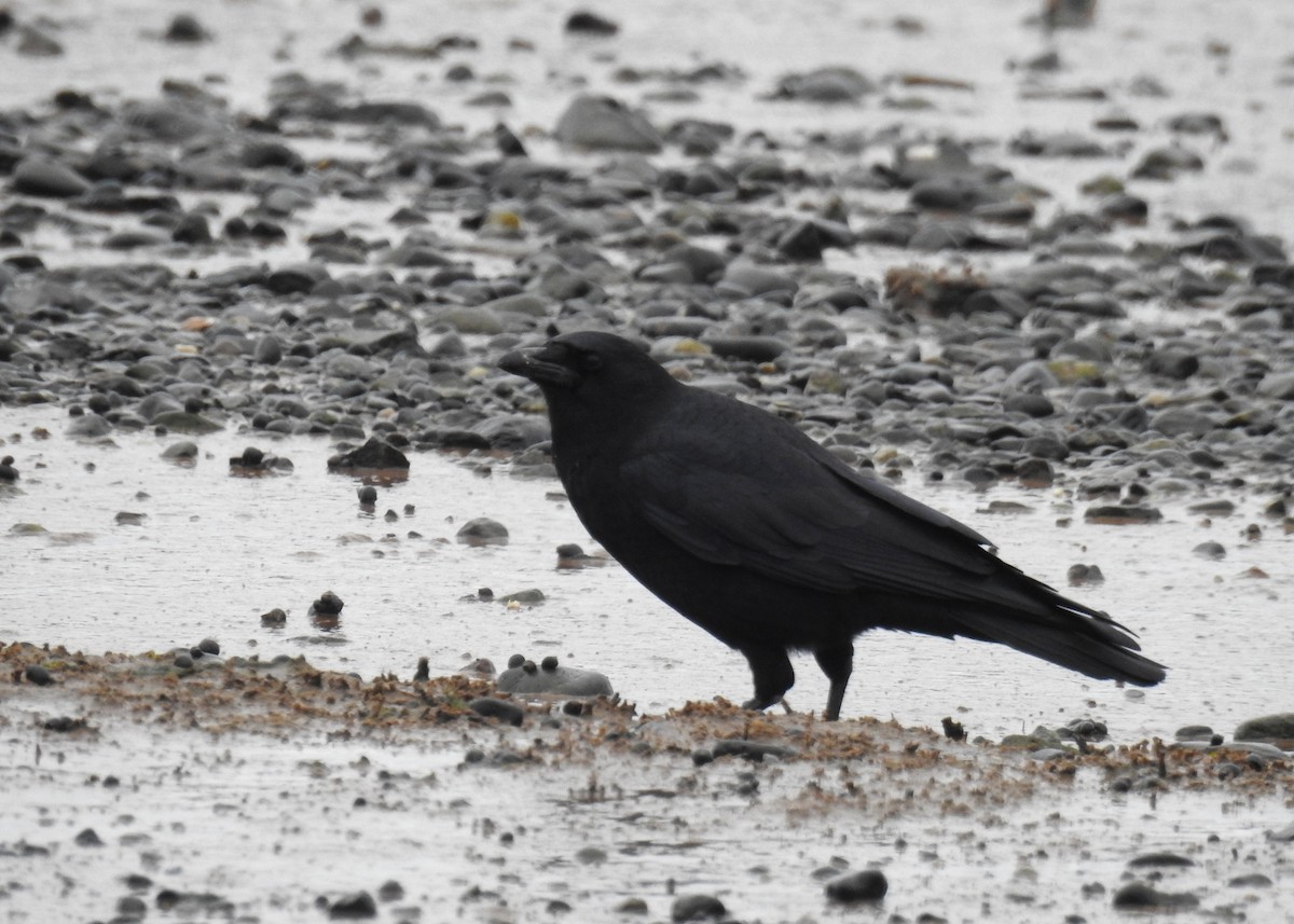 American Crow - ML644160540