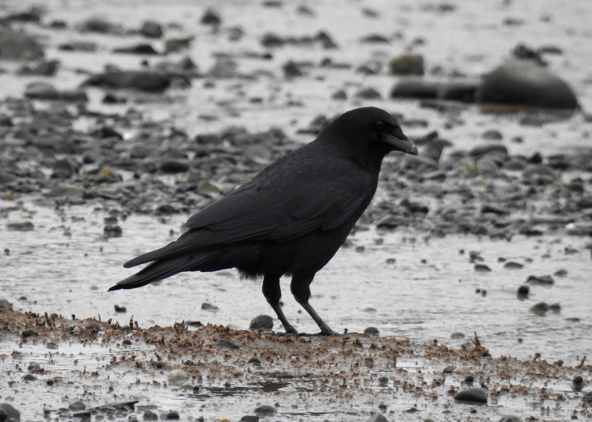 American Crow - ML644160541