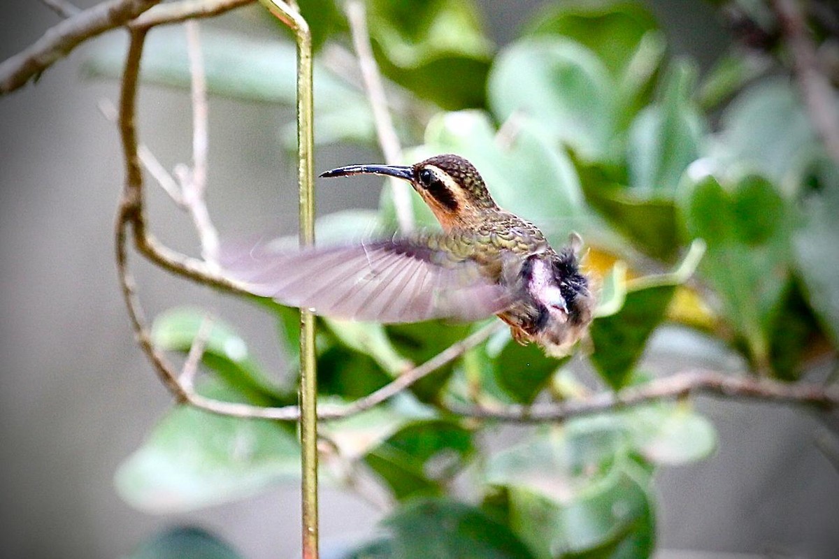 smusseremitt - ML644160554