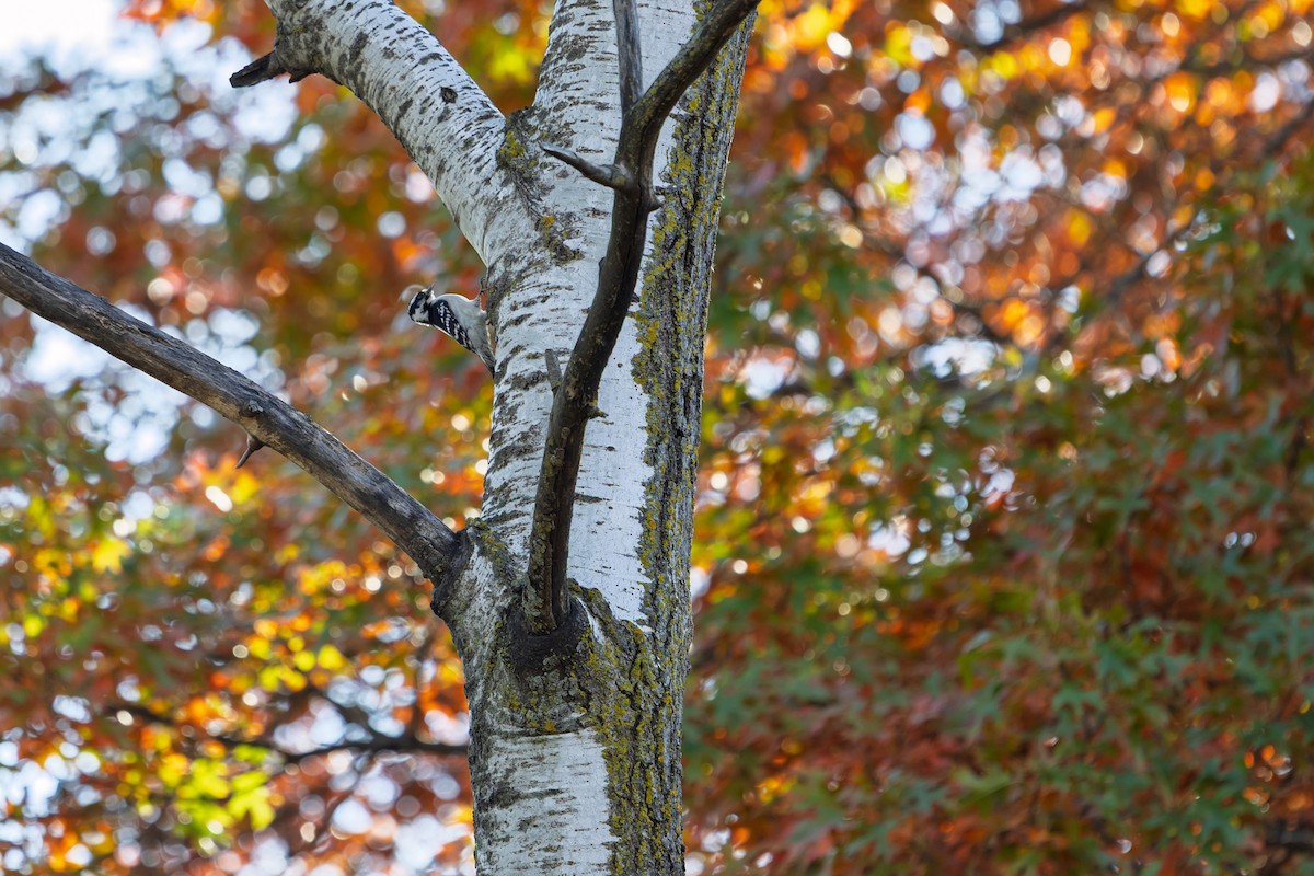 Downy Woodpecker - ML644160564