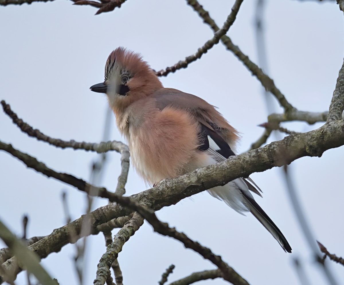 Eurasian Jay - ML644160566