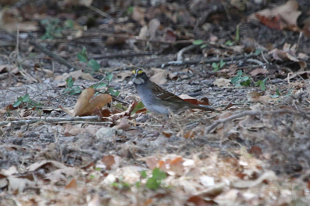 Bruant à gorge blanche - ML644160569