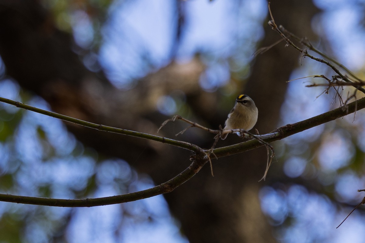 Golden-crowned Kinglet - ML644160574