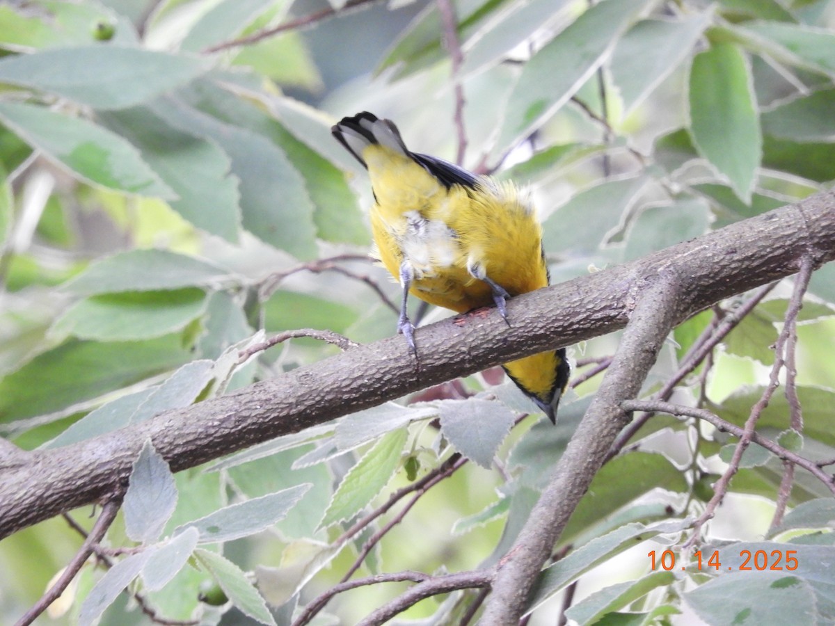 Yellow-throated Euphonia - ML644160584