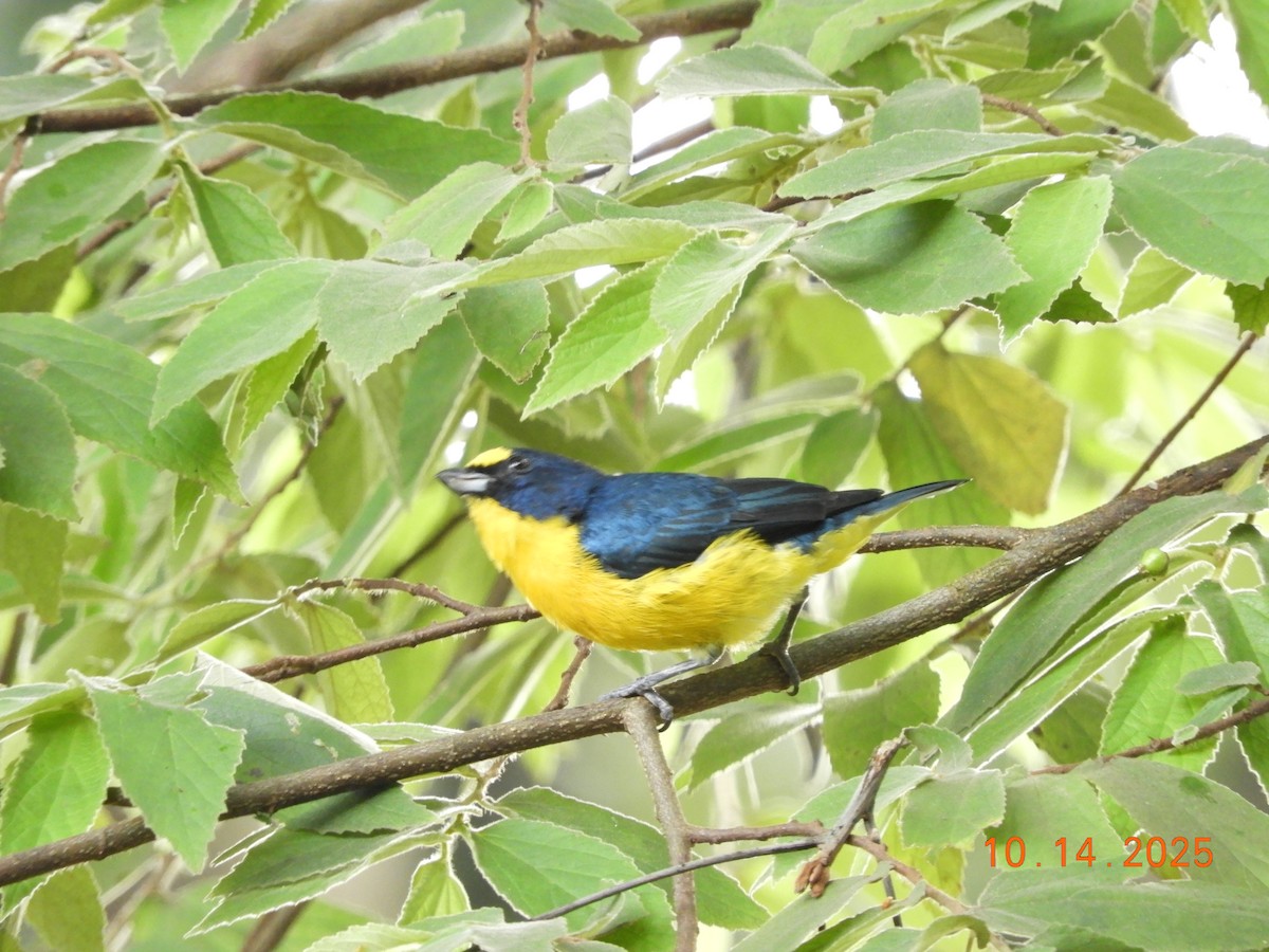 Yellow-throated Euphonia - ML644160585