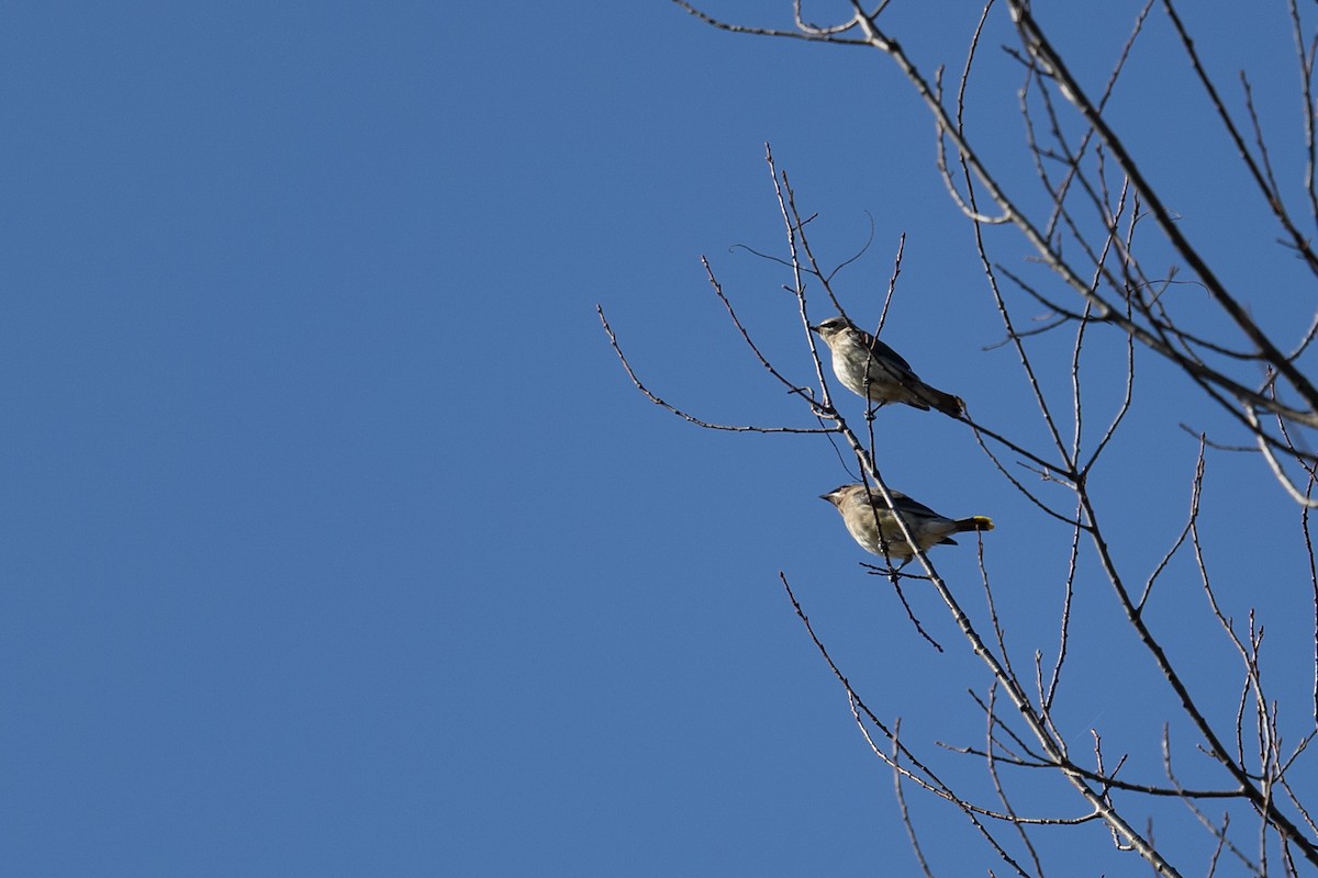 Cedar Waxwing - ML644160587