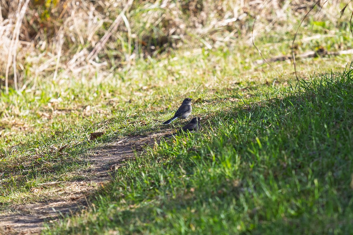 Dark-eyed Junco - ML644160608
