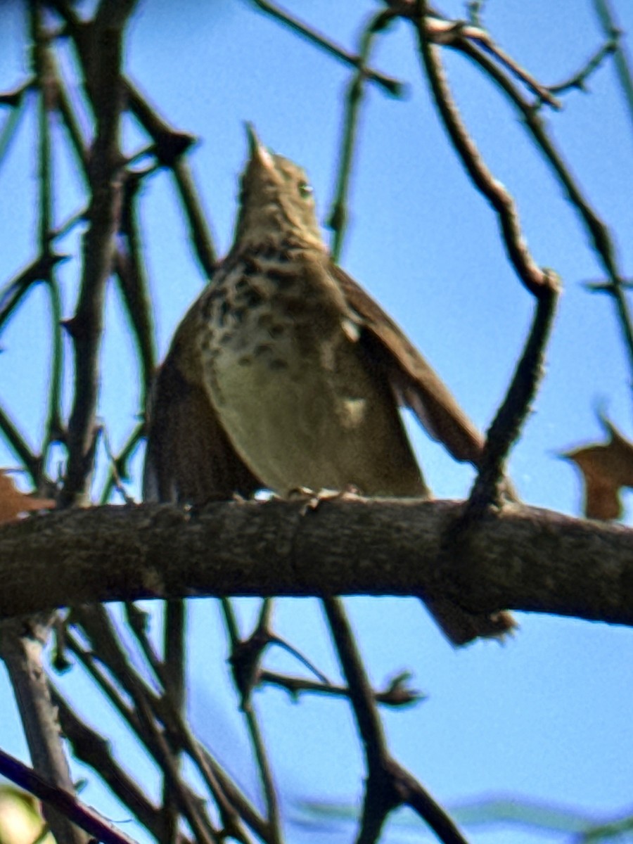 Hermit Thrush - ML644160610