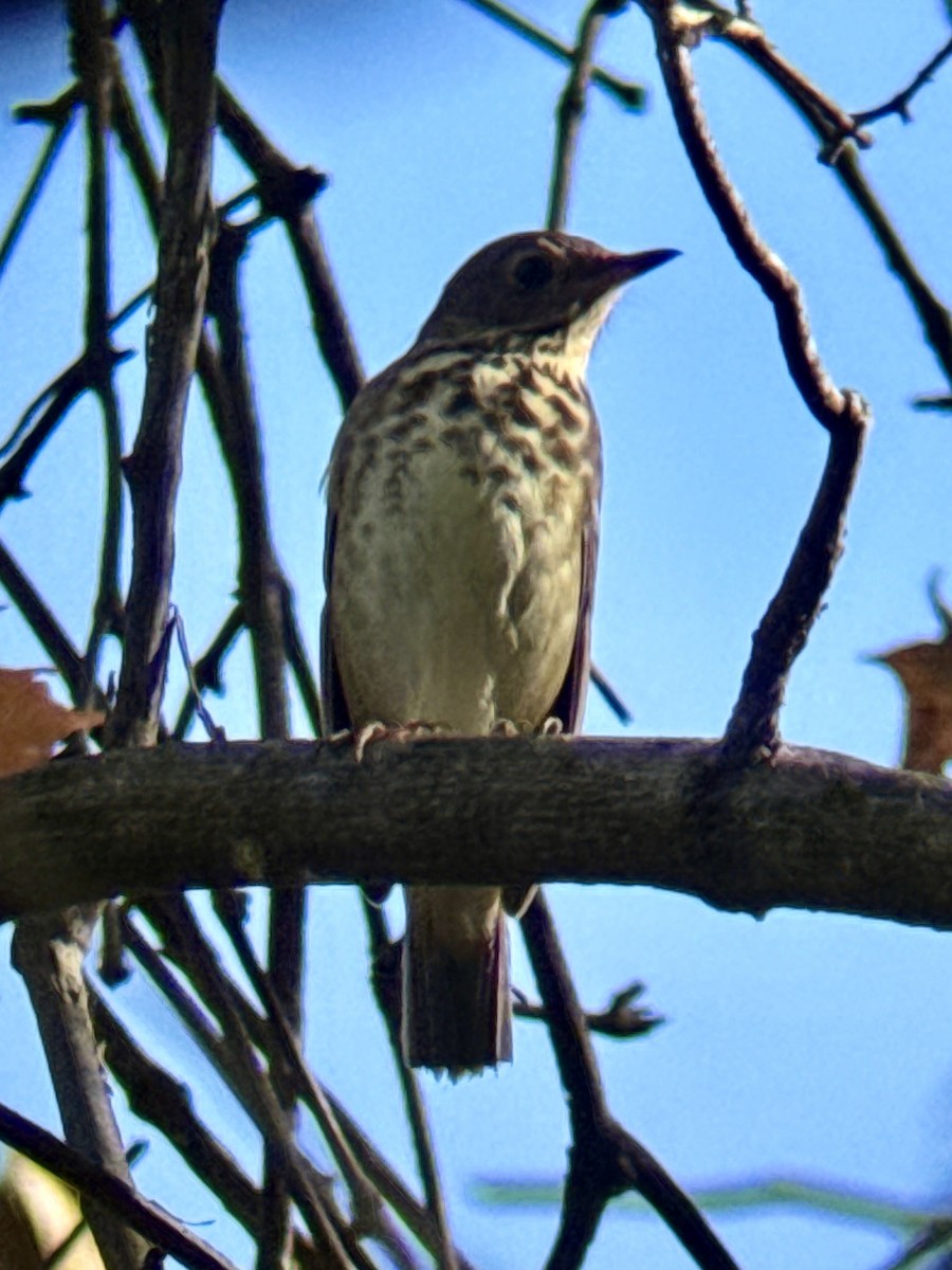 Hermit Thrush - ML644160611