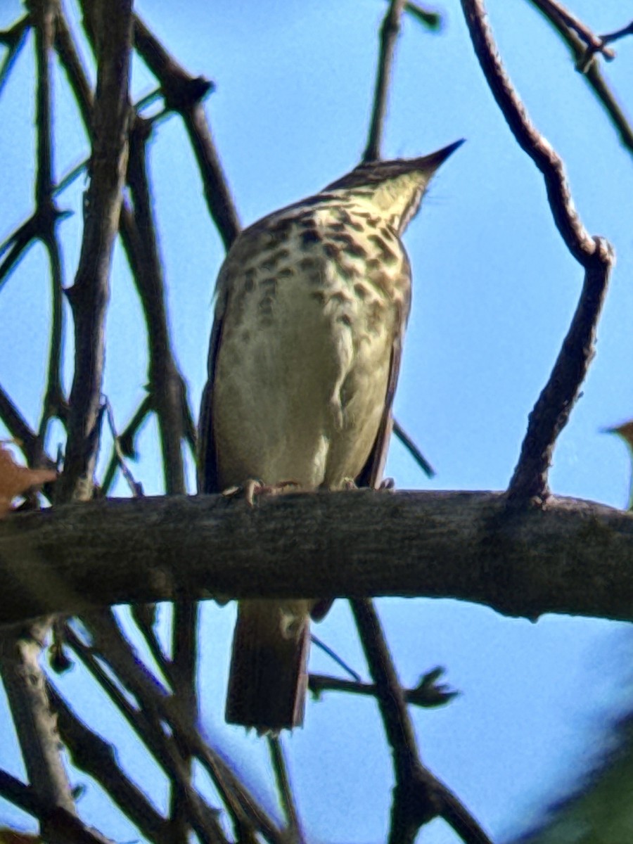 Hermit Thrush - ML644160612