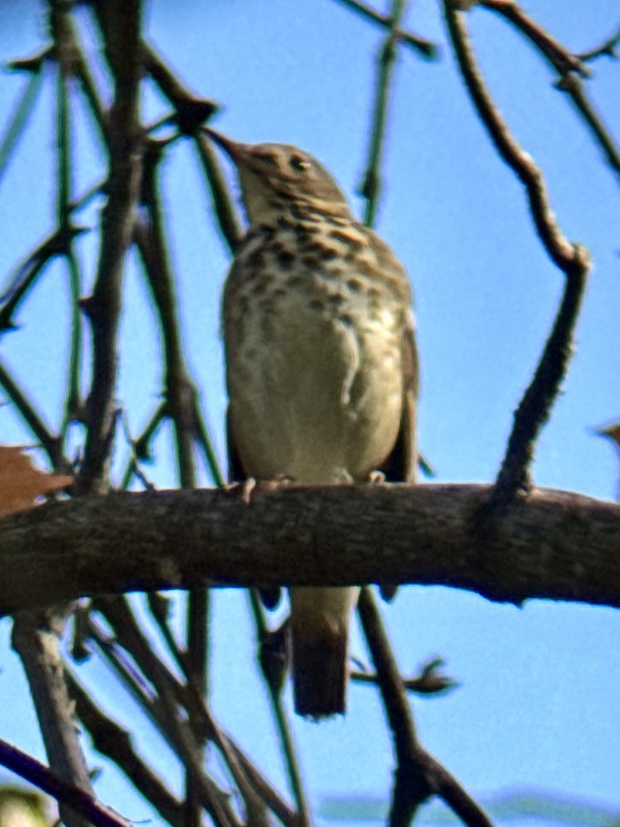 Hermit Thrush - ML644160613