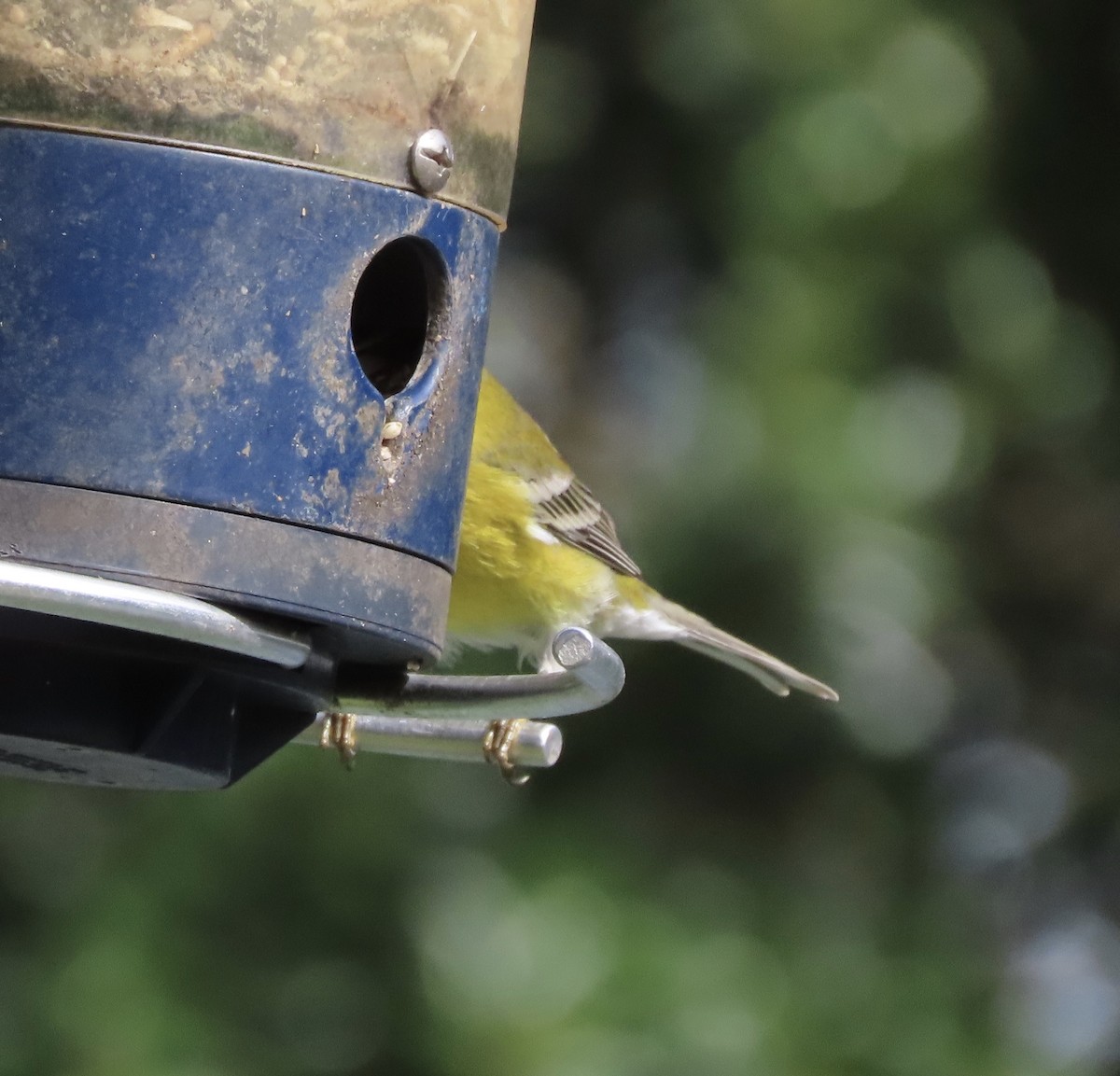 Pine Warbler - ML644160628