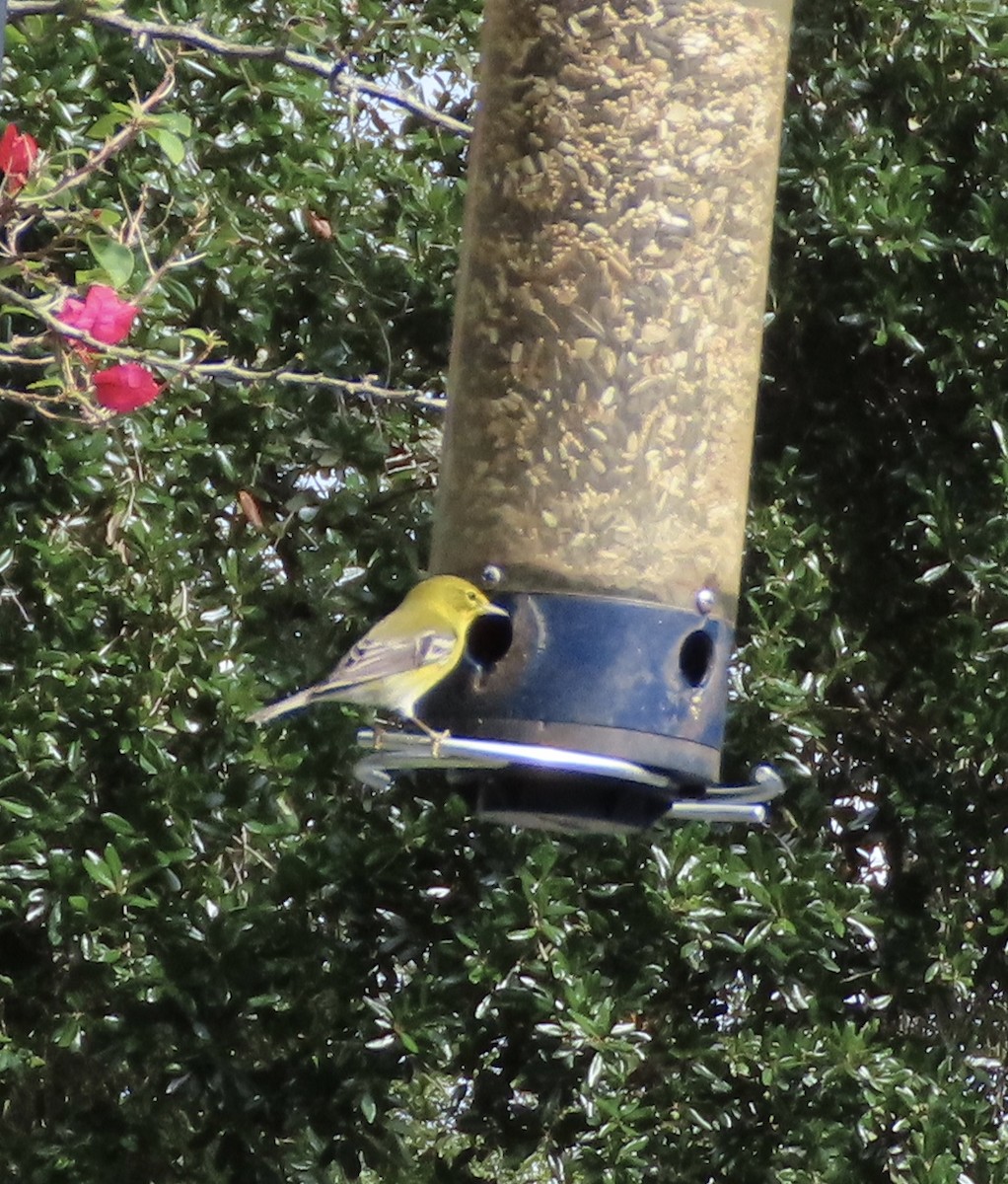 Pine Warbler - ML644160629