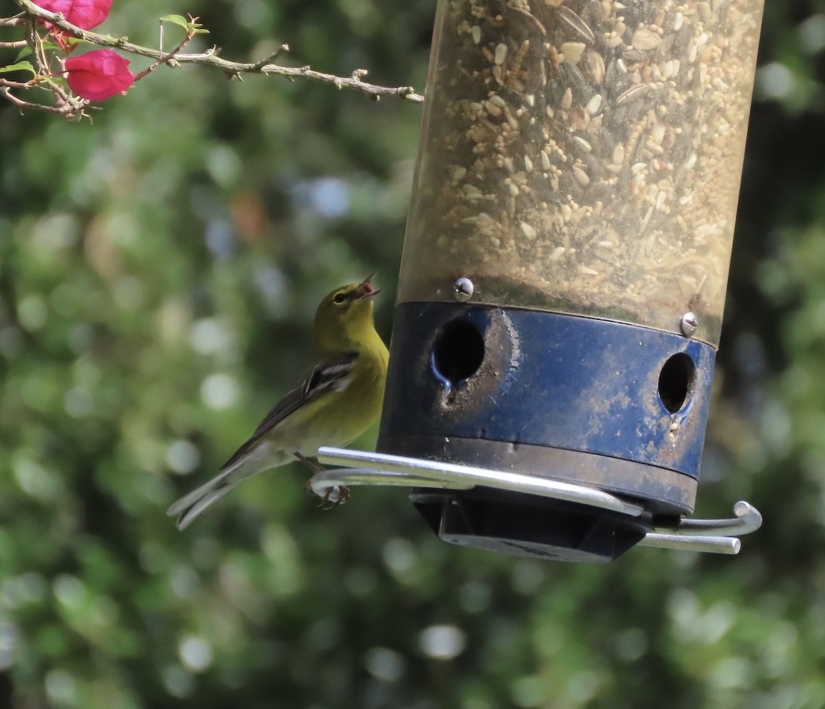 Pine Warbler - ML644160630