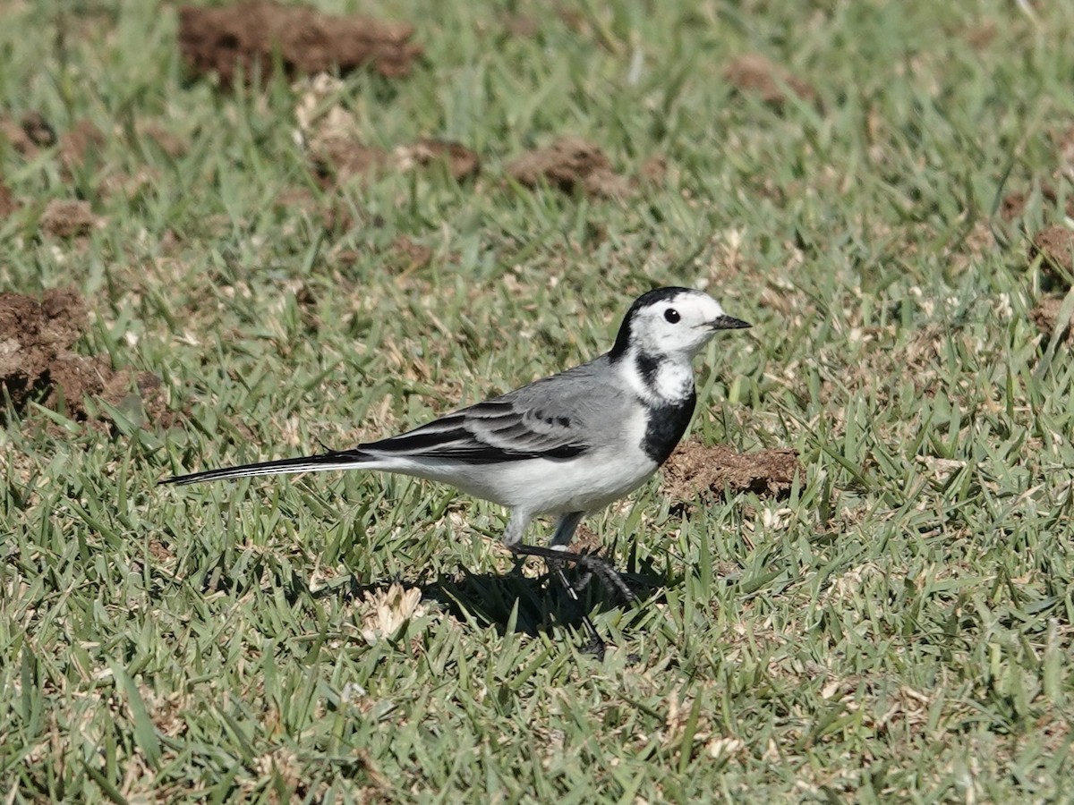 White Wagtail - ML644160632