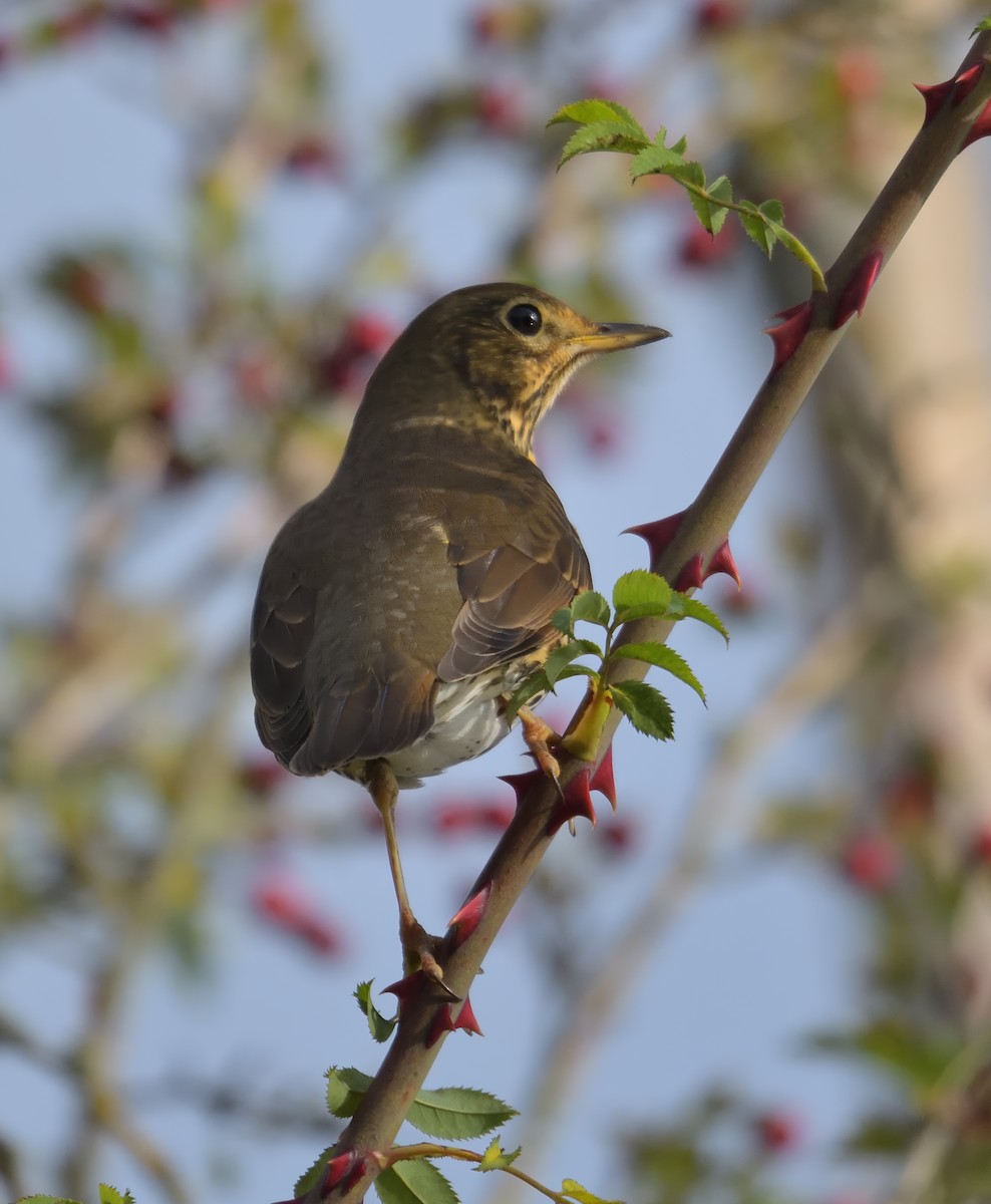 Song Thrush - ML644160648