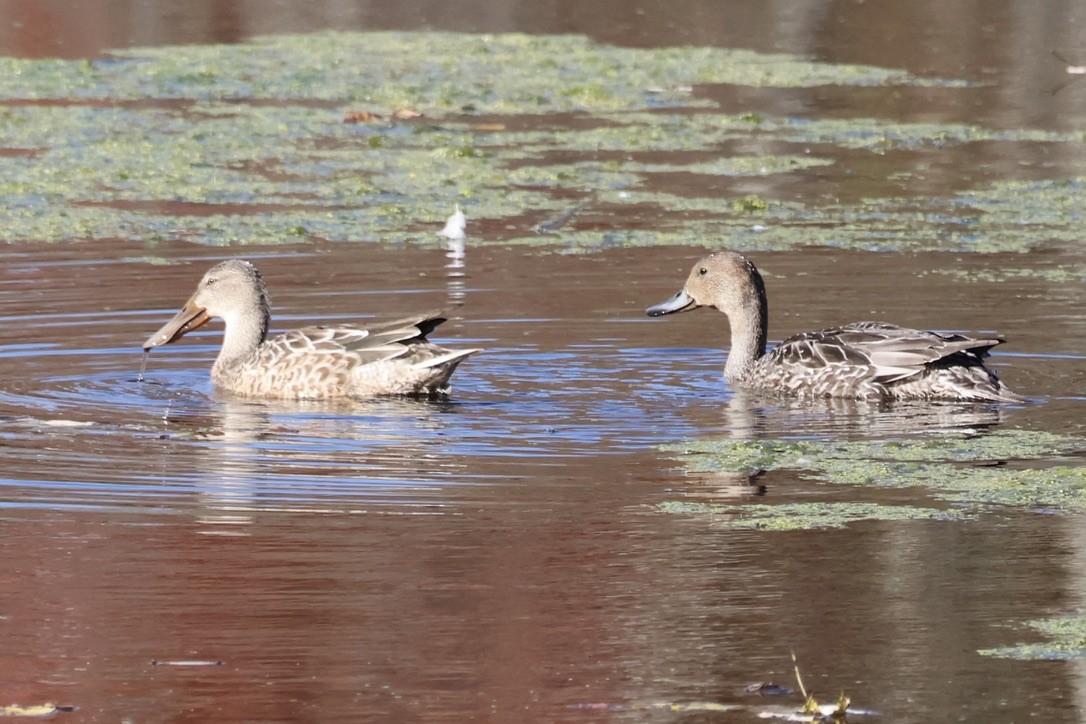Northern Shoveler - ML644160662