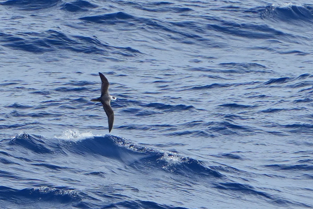 White-necked Petrel - ML644160668