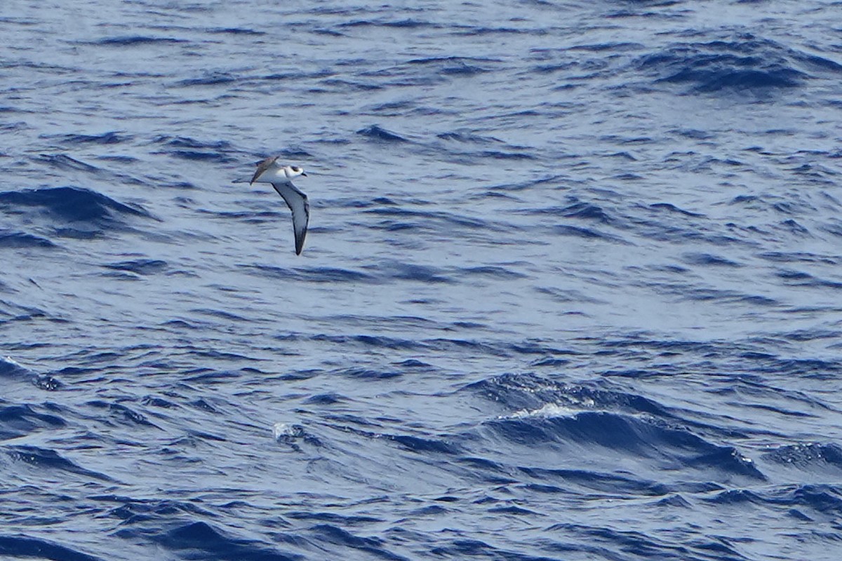 White-necked Petrel - ML644160669