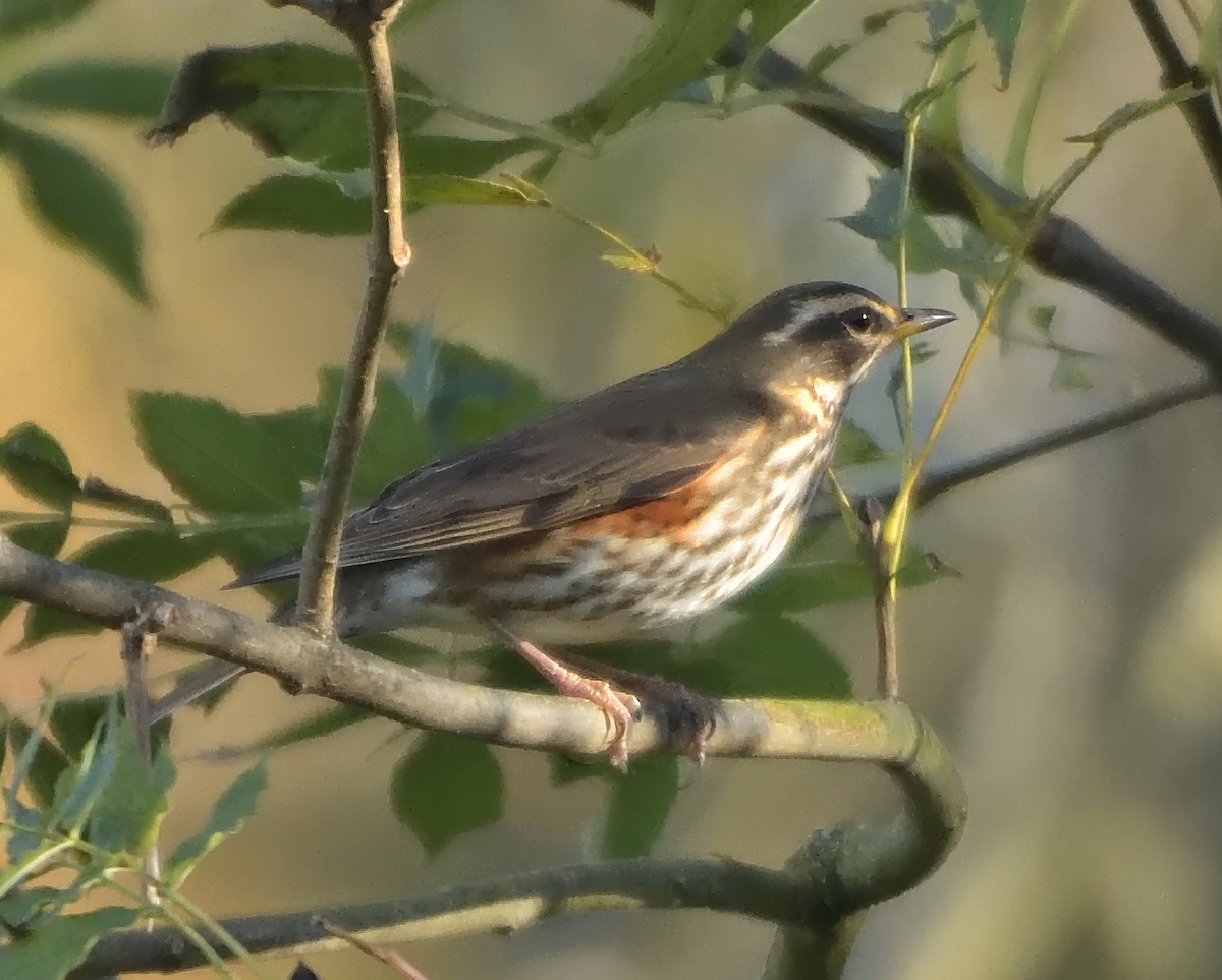 Redwing - ML644160677