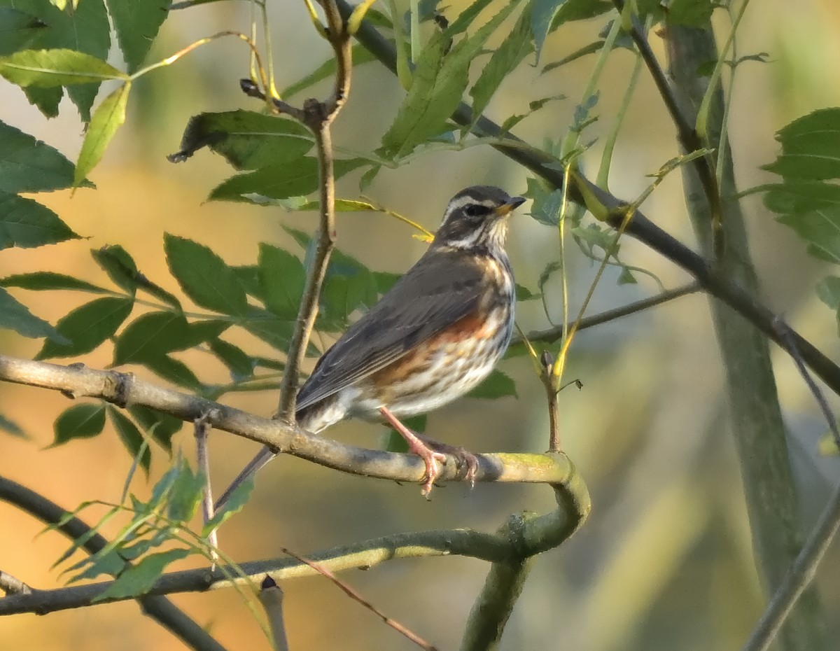 Redwing - ML644160678