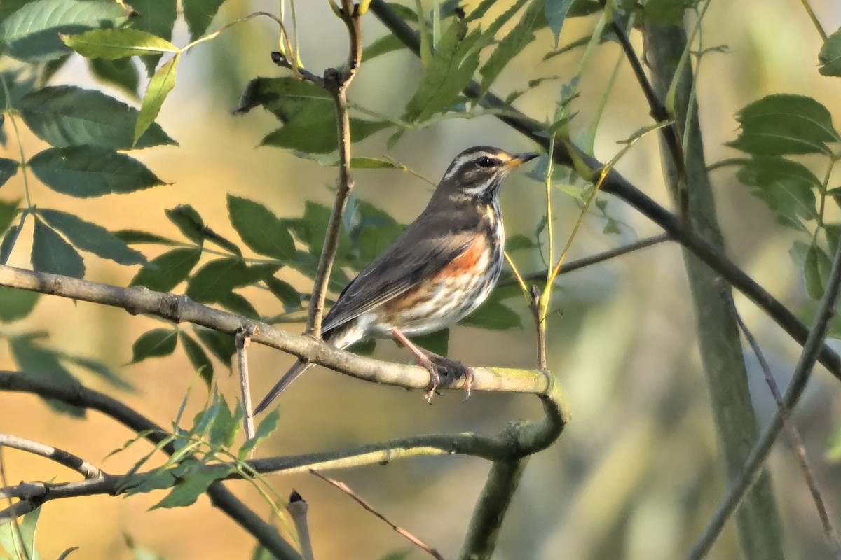 Redwing - ML644160679