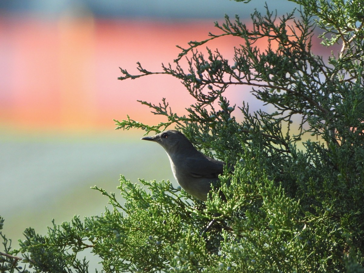 Gray Catbird - ML644160692
