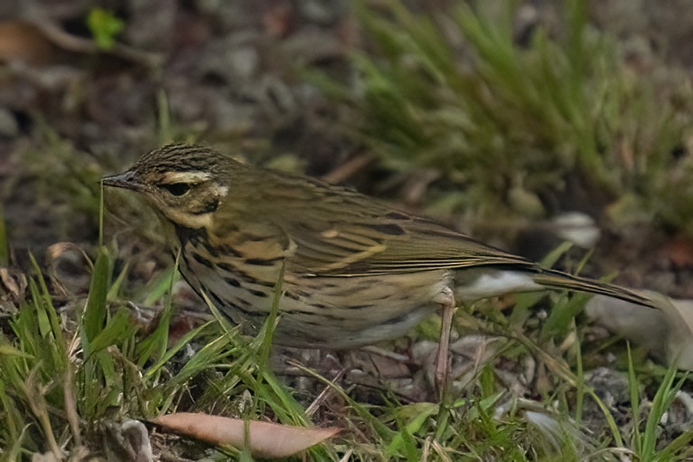 linduška olivová - ML644160700