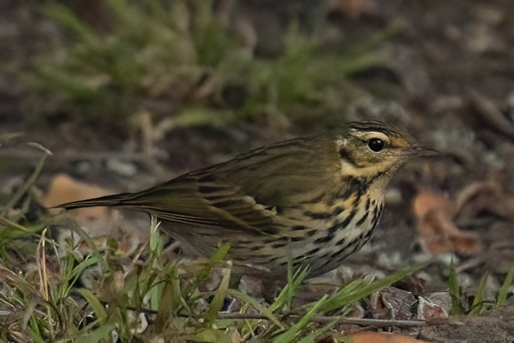 linduška olivová - ML644160701