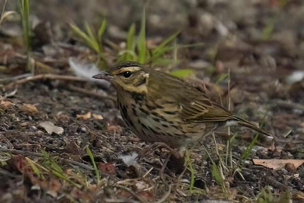 linduška olivová - ML644160702