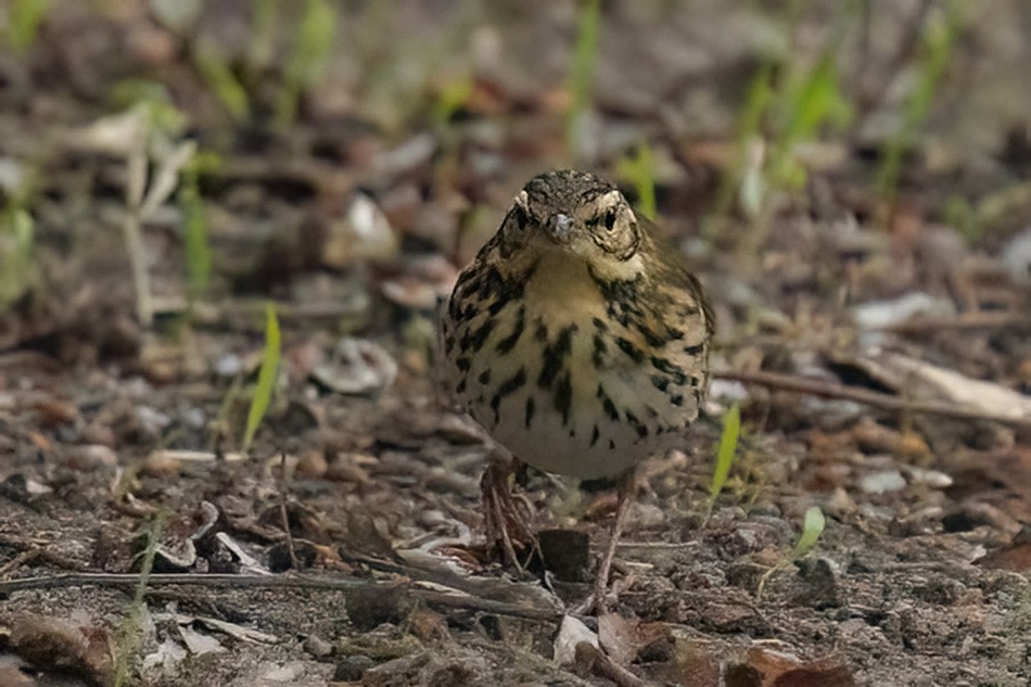 linduška olivová - ML644160703