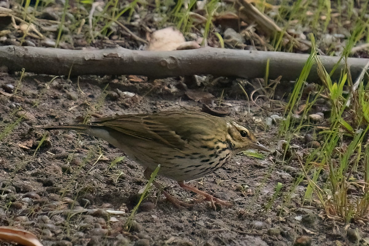 linduška olivová - ML644160704