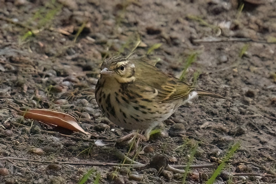 linduška olivová - ML644160705