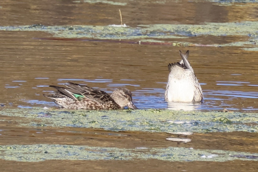 Green-winged Teal - ML644160713