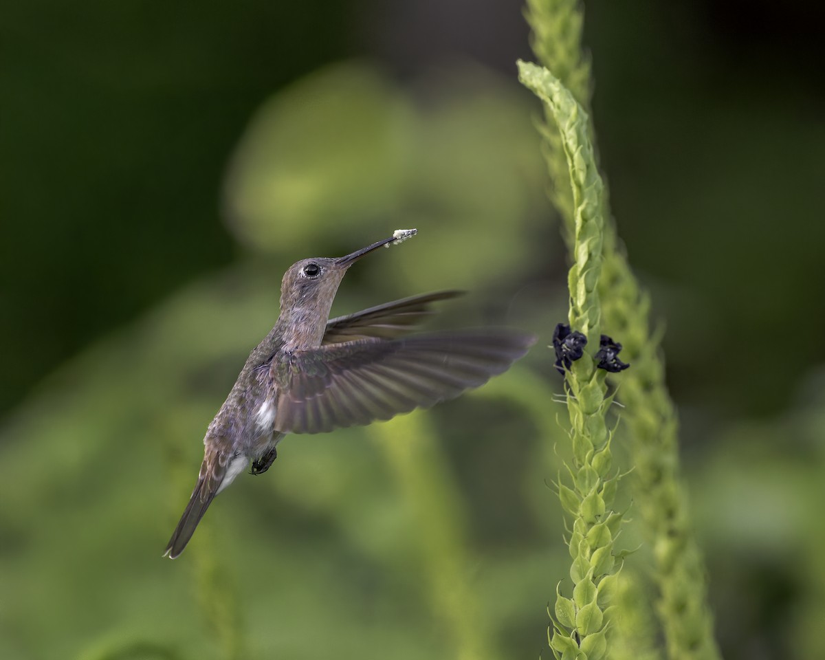ferskenkolibri - ML644160715