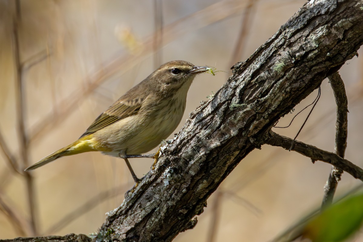 Palm Warbler - ML644160719