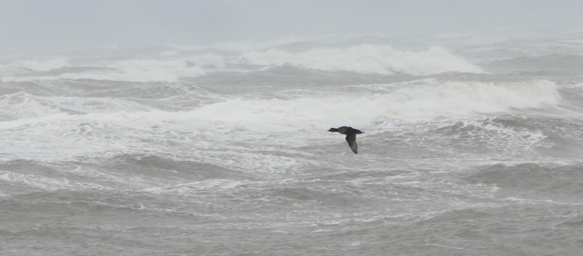 ヨーロッパクロガモ - ML644160728