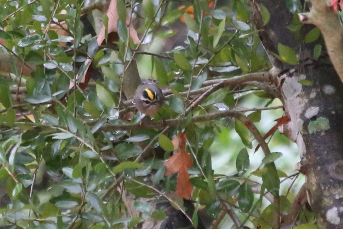 Roitelet à couronne dorée - ML644160732