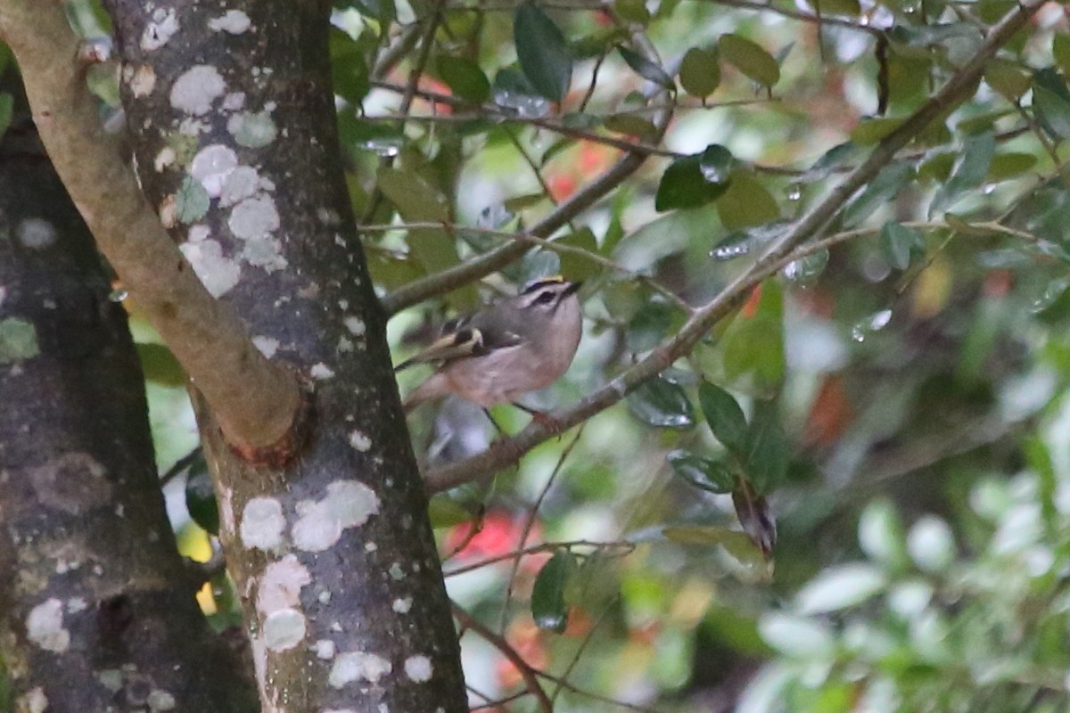 Roitelet à couronne dorée - ML644160733